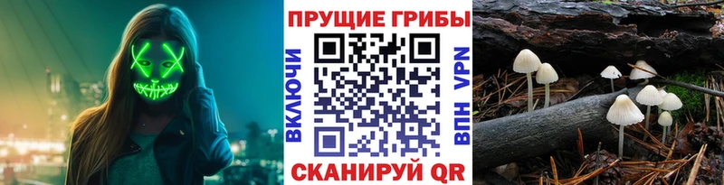 Купить где  Новоалександровск  Галлюциногенные грибы GOLDEN TEACHER 